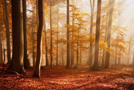 Carpathian beech forest