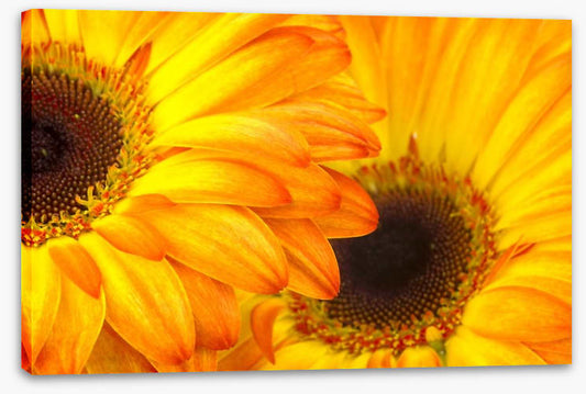 Sunshine petals