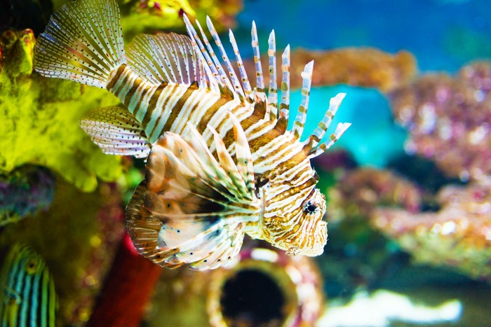 Life of the lionfish