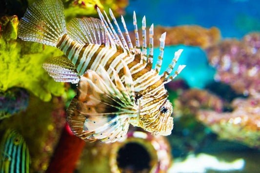 Life of the lionfish
