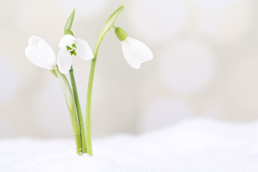 The first snowdrops