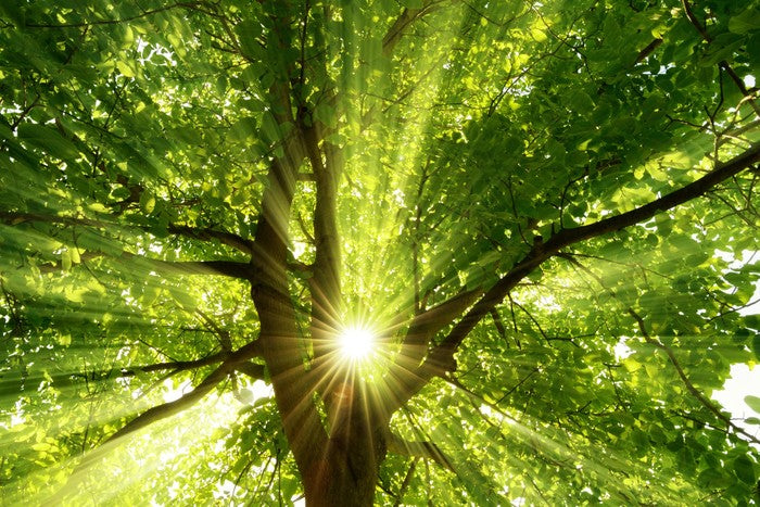 Sunbeam through the bough