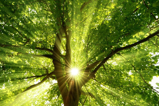 Sunbeam through the bough