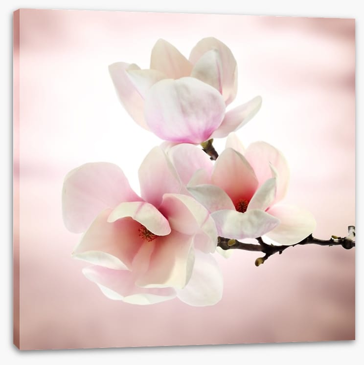 Magnolia buds