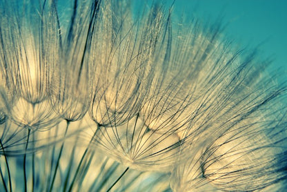 Dandelion flowers