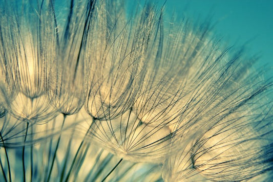 Dandelion flowers