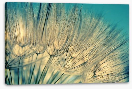 Dandelion flowers