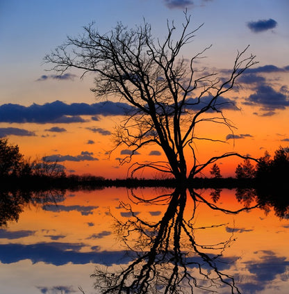 Sunset tree silhouette