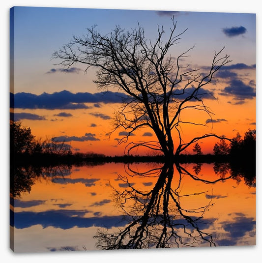Sunset tree silhouette
