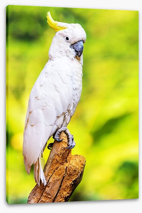 Yellow crested cockatoo