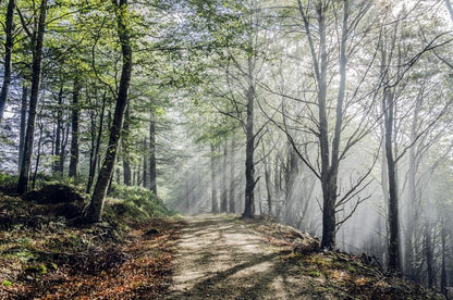 Sunrays on the mystic road