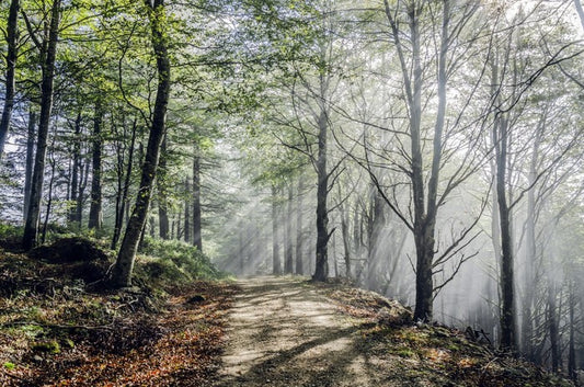 Sunrays on the mystic road