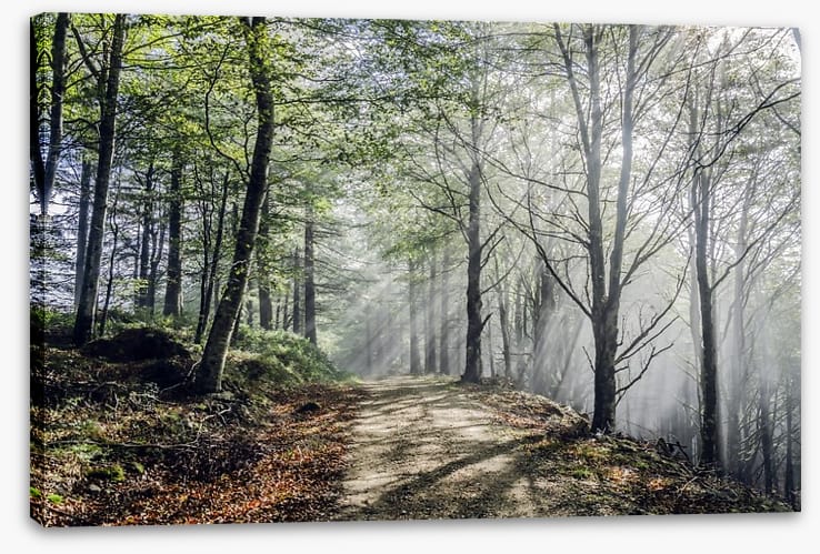 Sunrays on the mystic road