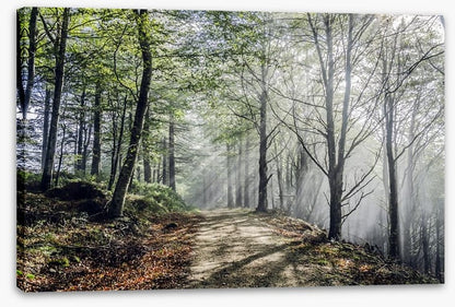 Sunrays on the mystic road