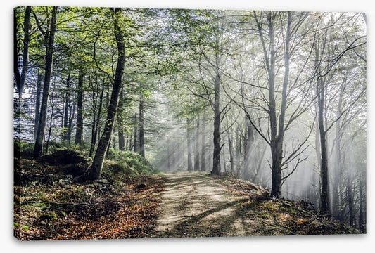 Sunrays on the mystic road