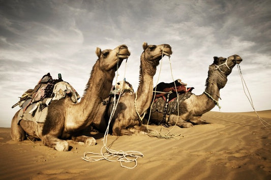 Three camels