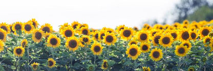 Sunflower meadow panoramic