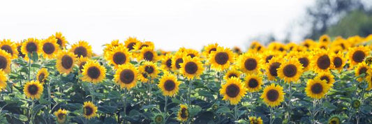 Sunflower meadow panoramic