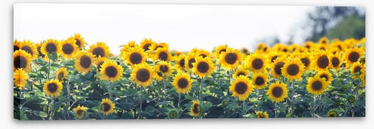 Sunflower meadow panoramic