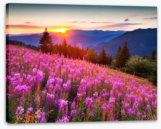 Sunrise across the meadow