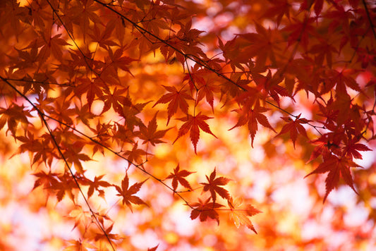 Leaves