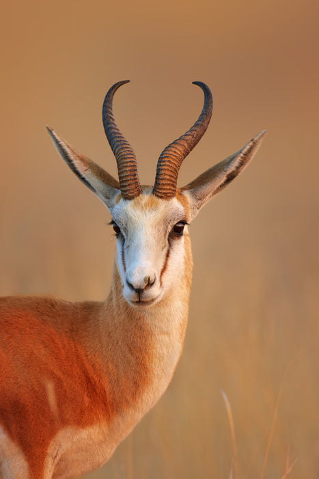 Mammals