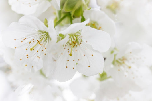 White blossom