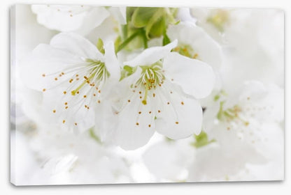 White blossom