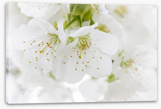 White blossom