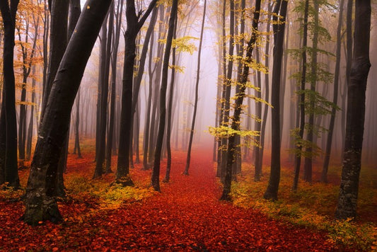 Autumn in the fairytale forest