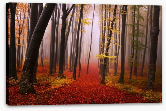 Autumn in the fairytale forest