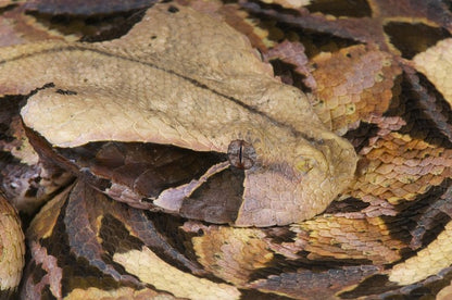 Reptiles / Amphibian