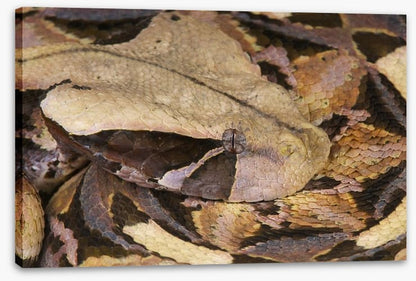 Reptiles / Amphibian