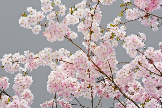 Apple blossom on grey