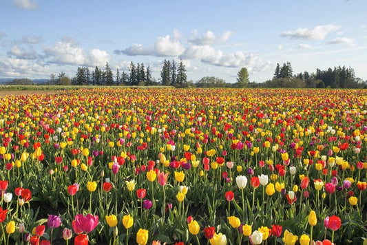 Tulips forever