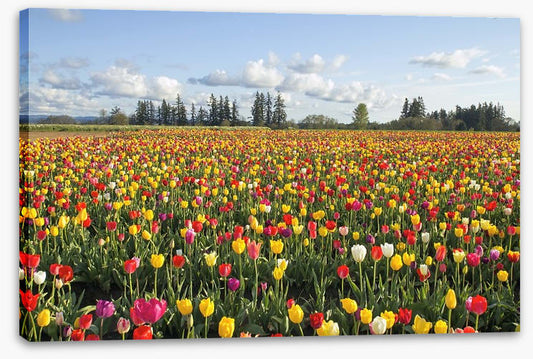 Tulips forever