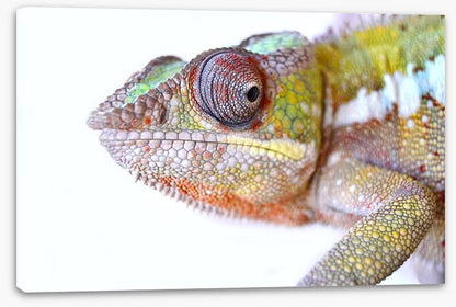 Reptiles / Amphibian