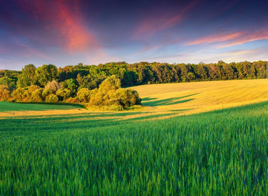 Field of dreams