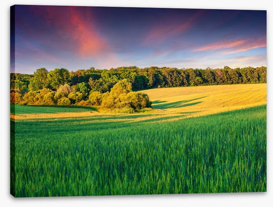 Field of dreams