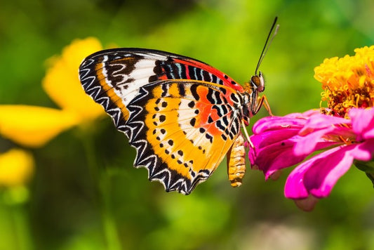 Yellow lacewing