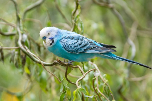 Little blue budgerigar