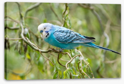 Little blue budgerigar