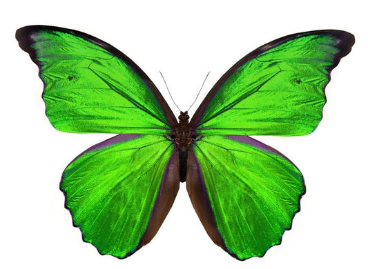 Emerald butterfly