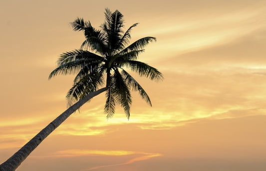 Palm tree afterglow