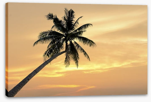 Palm tree afterglow