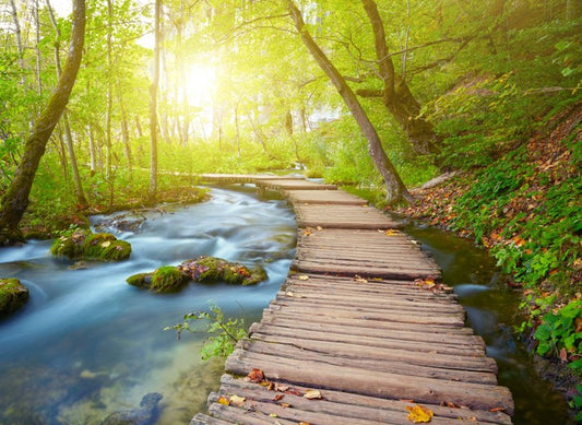 Boardwalk through the forest