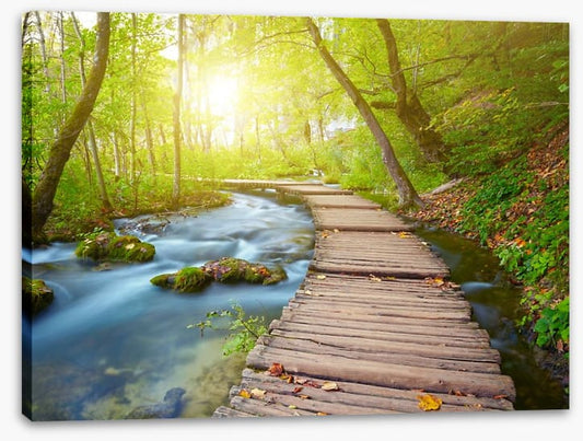 Boardwalk through the forest