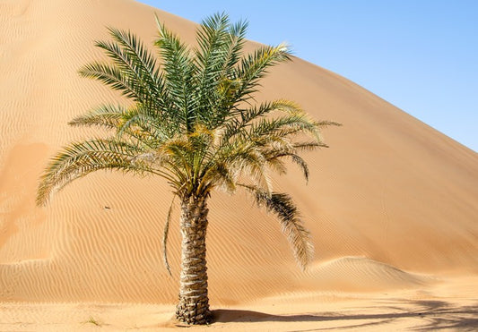 Desert