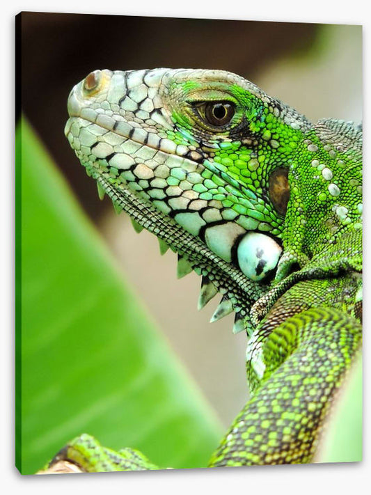 Reptiles / Amphibian