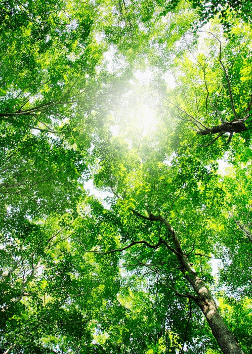 Through the canopy